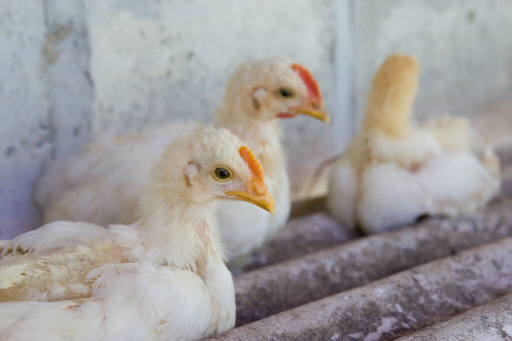 Chickens in captivity in Vietnam. Blog discussing bird flu/ avian flu
