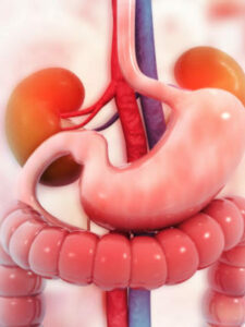Human digestive system on scientific background